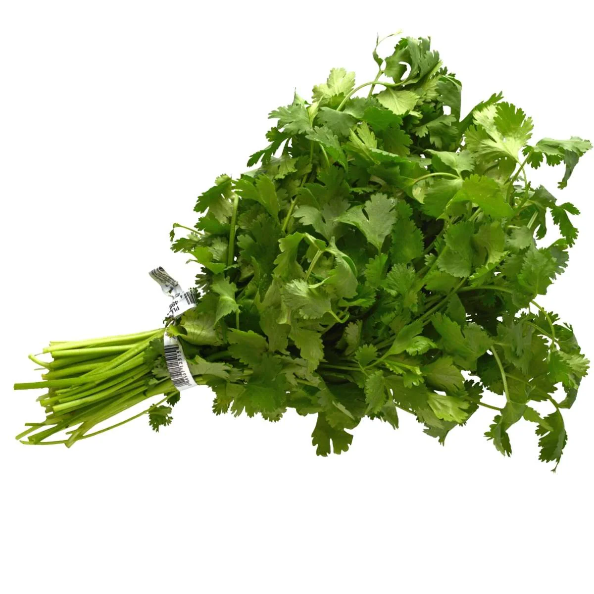 Fresh Coriander - Each